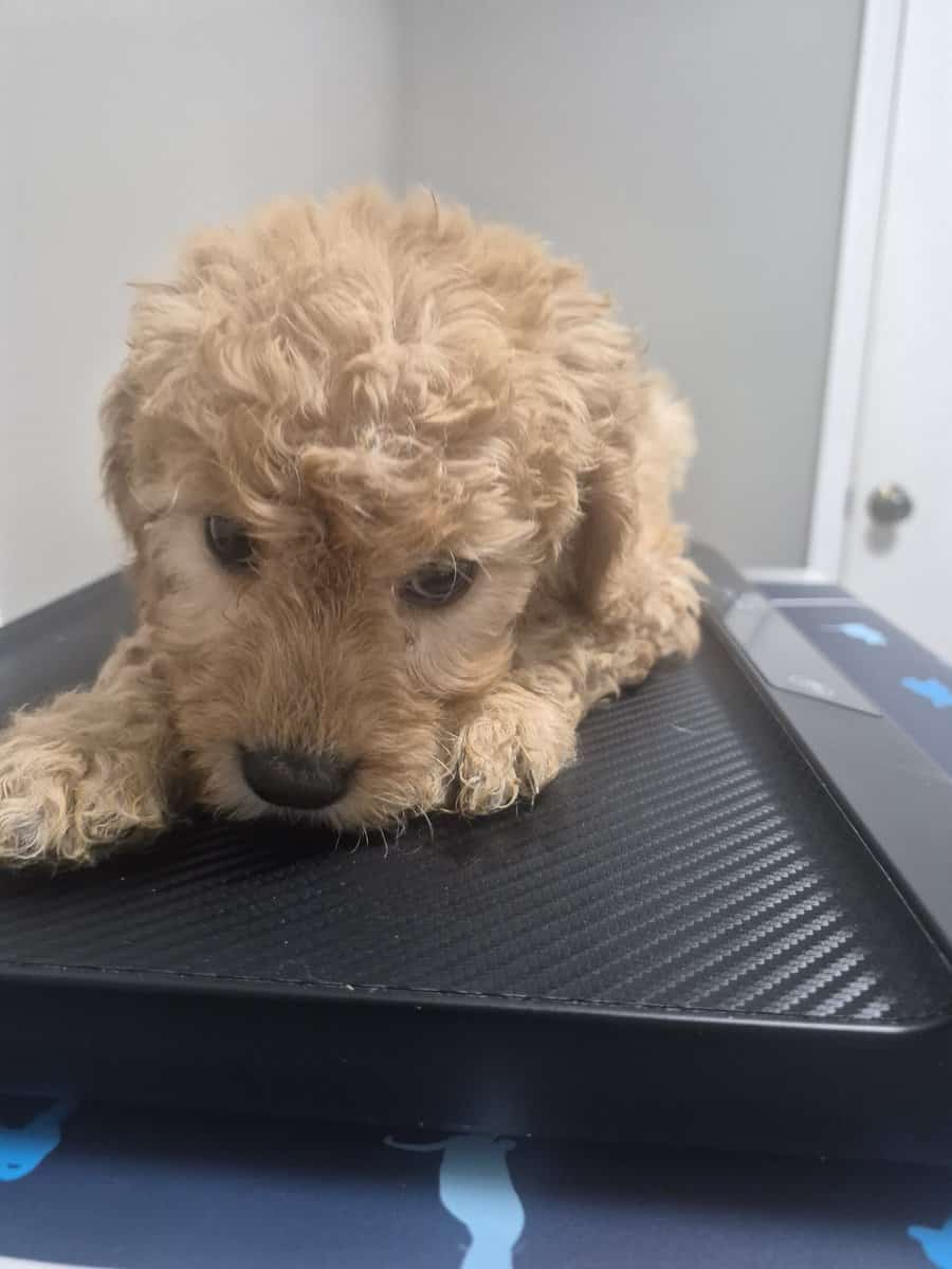 Goldendoodle puppy to loving home image 1