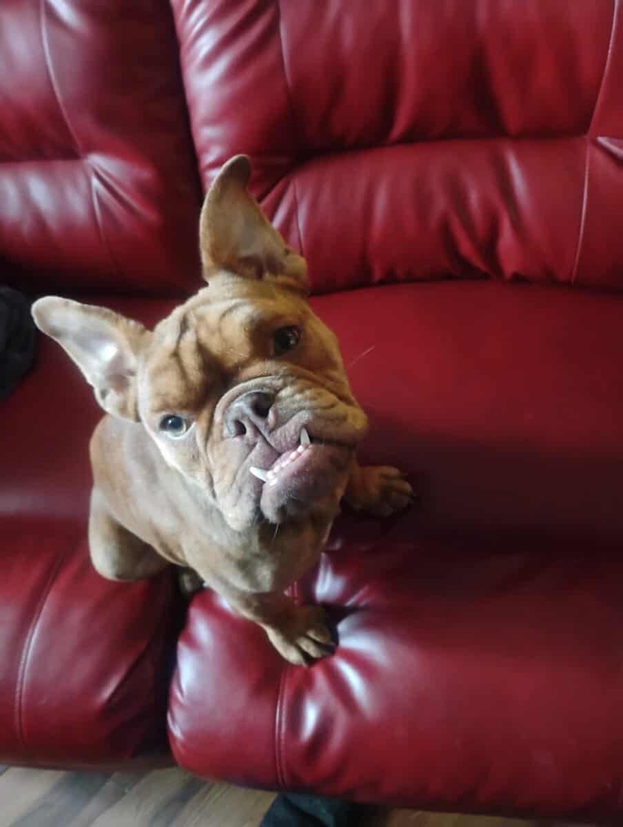 Female French / English Bulldog image 2