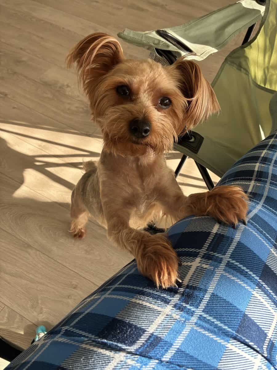Female Yorkie Terrier image 1