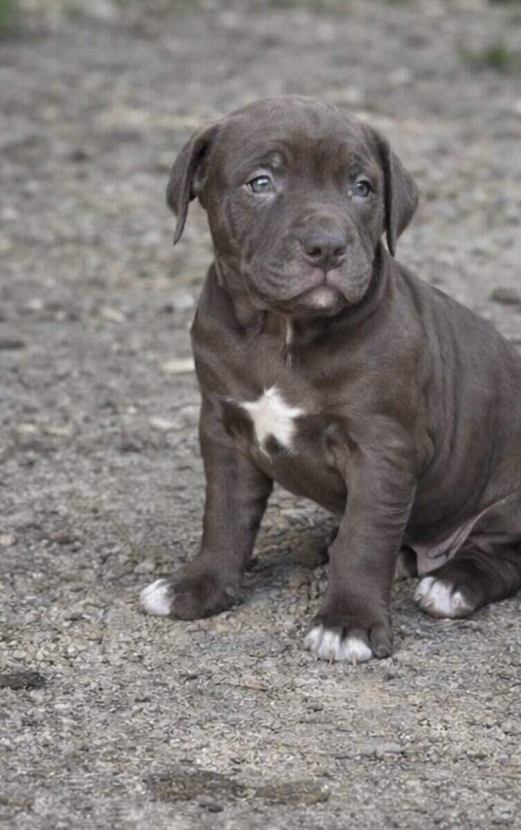 Puppies image 3