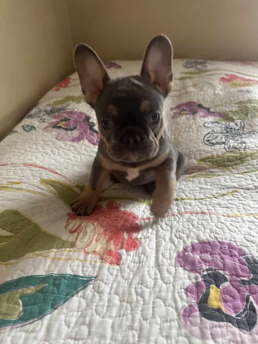French bulldog puppies image 1