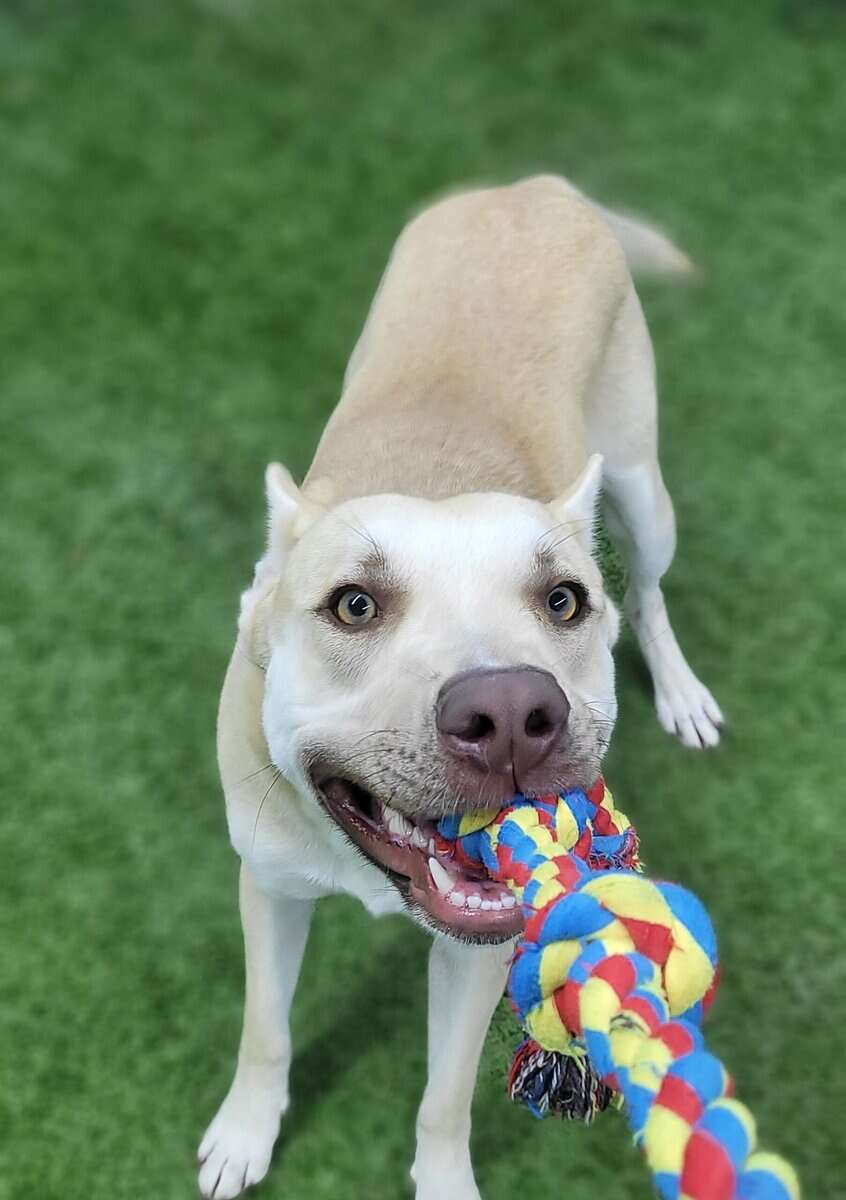 Husky mix - Looking for loving family image 3