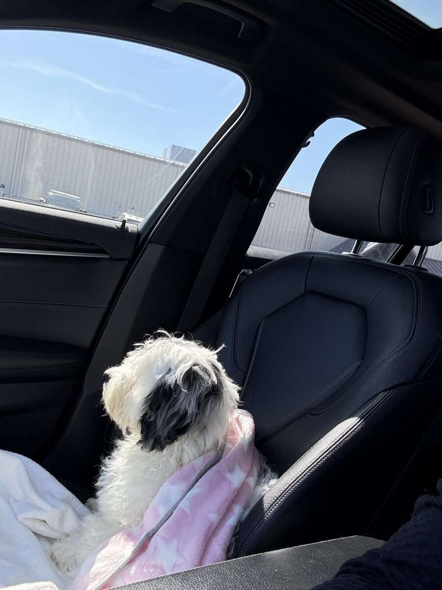 Moxzii is a Cockapoo girl puppy image 5