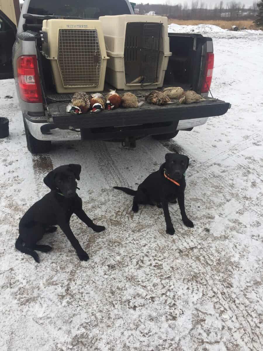 AKC Black Lab hunting 5 yr old image 3