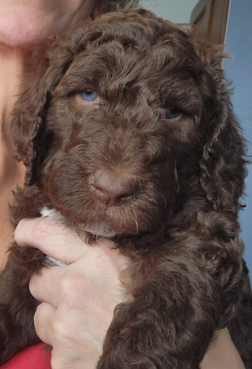 Labradoodle F1b puppies image 4