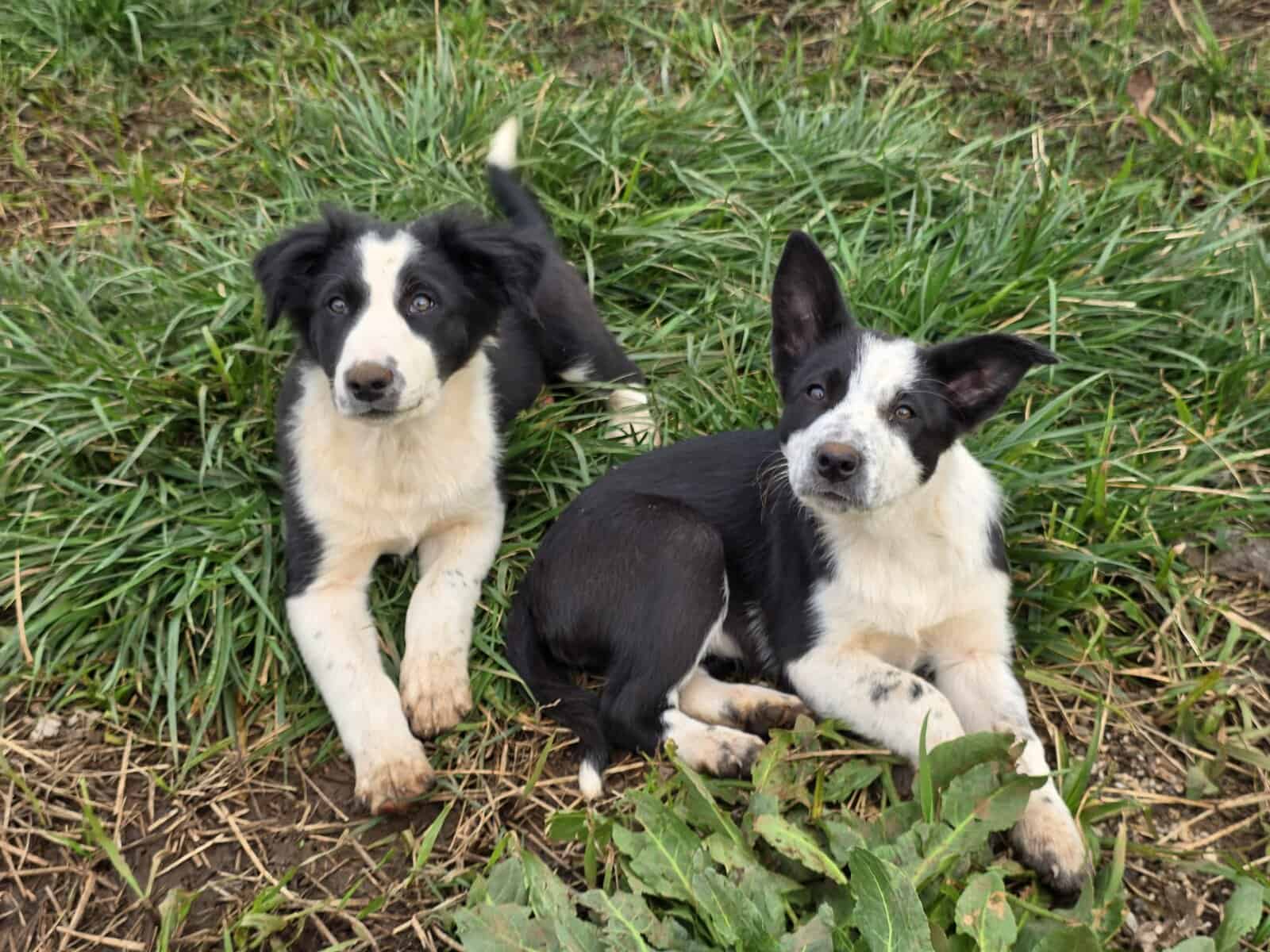 Border heeler puppies image 5