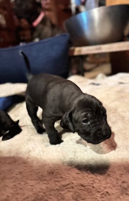Purebred Cane Corso xGerman Shorthair Pointer (VA) image 5