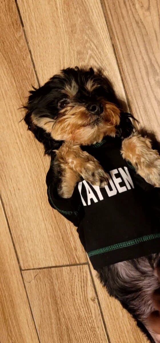 Loving Dog Needs a Family image 10