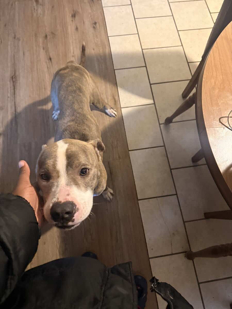 Free dog image 4