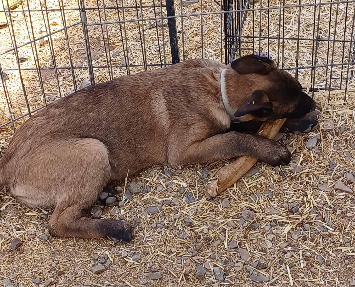 15 week old Belgian Malinois Puppy image 3