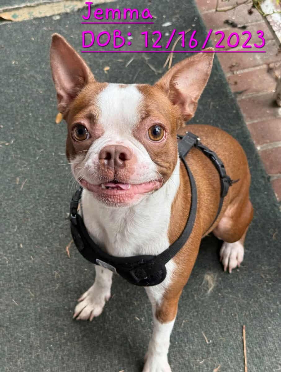 Boston terrier image 1