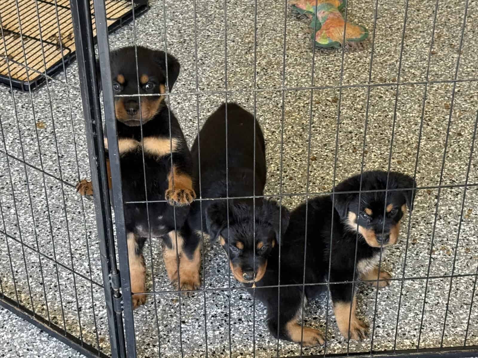 Rottweiler Pups image 9