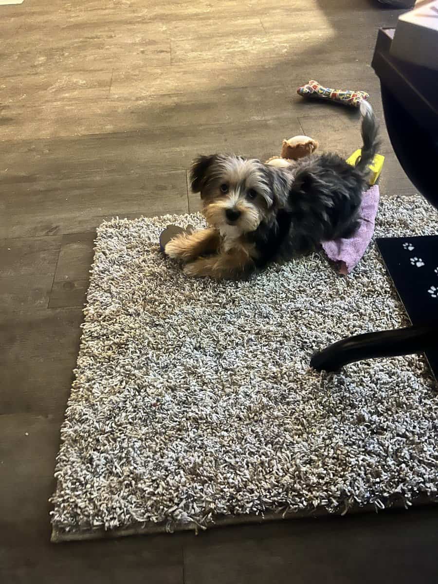 Merle 3 month yorkie boy image 4
