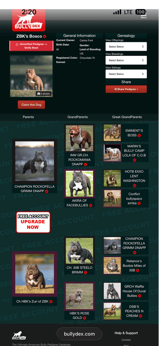 Abkc American bully puppies image 7