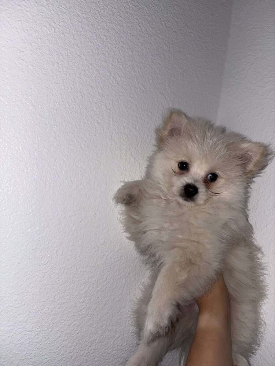 Puppy for sale image 3