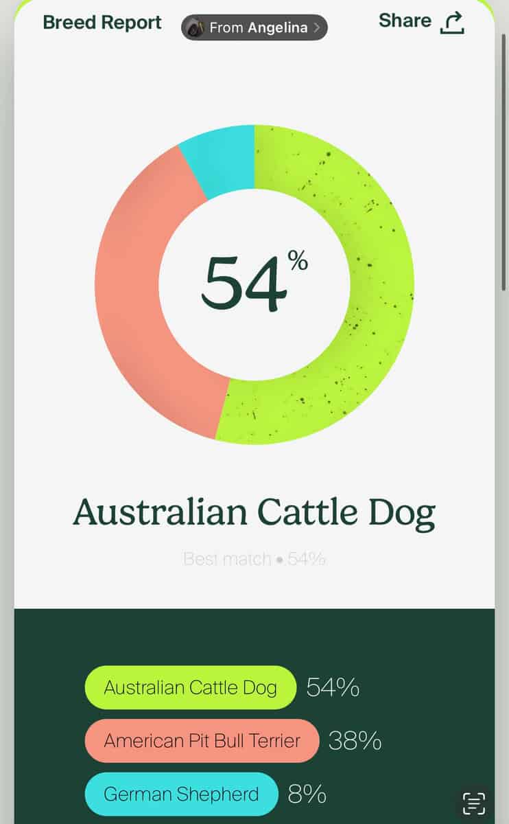 Pit bull mix image 5