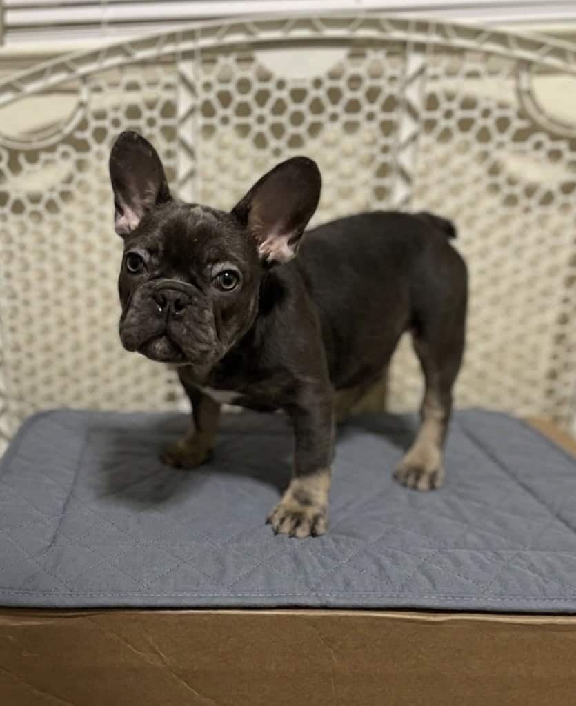French bulldog image 1