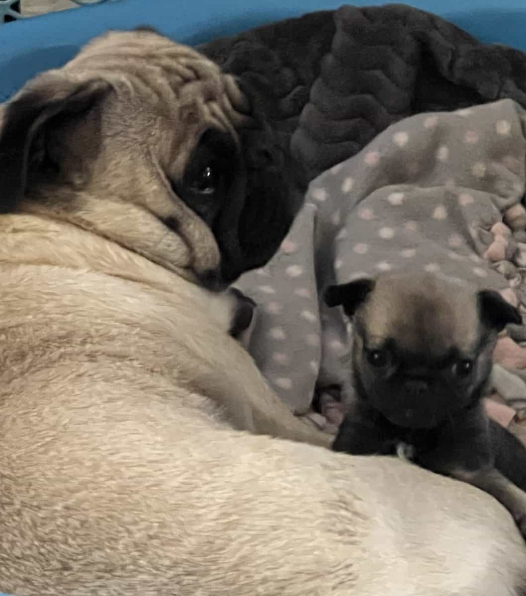 Pug puppy male image 4