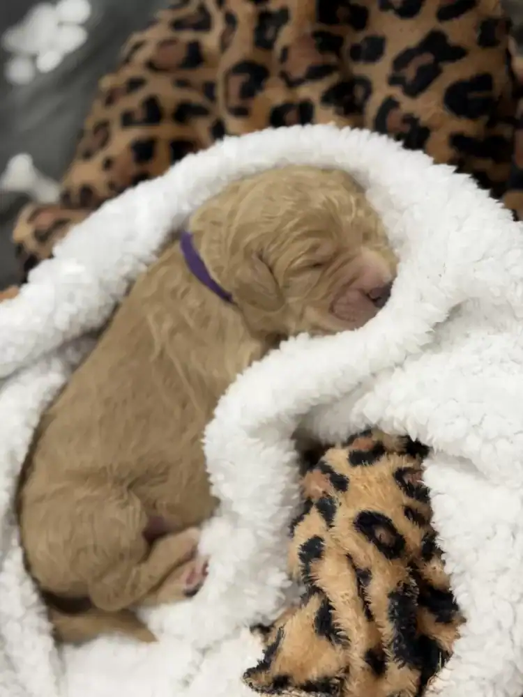 Goldendoodle pups image 5