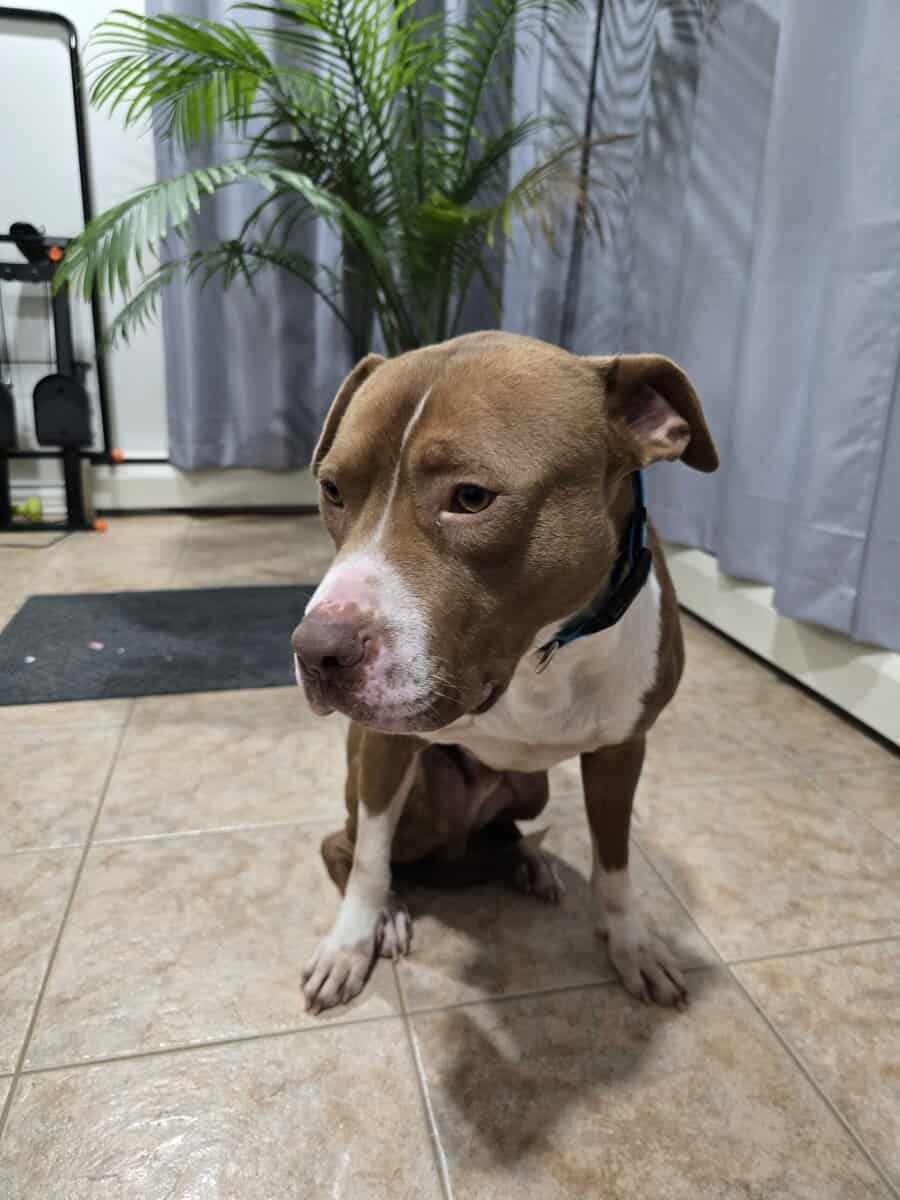 2yr old Pit Bull Terrier image 3