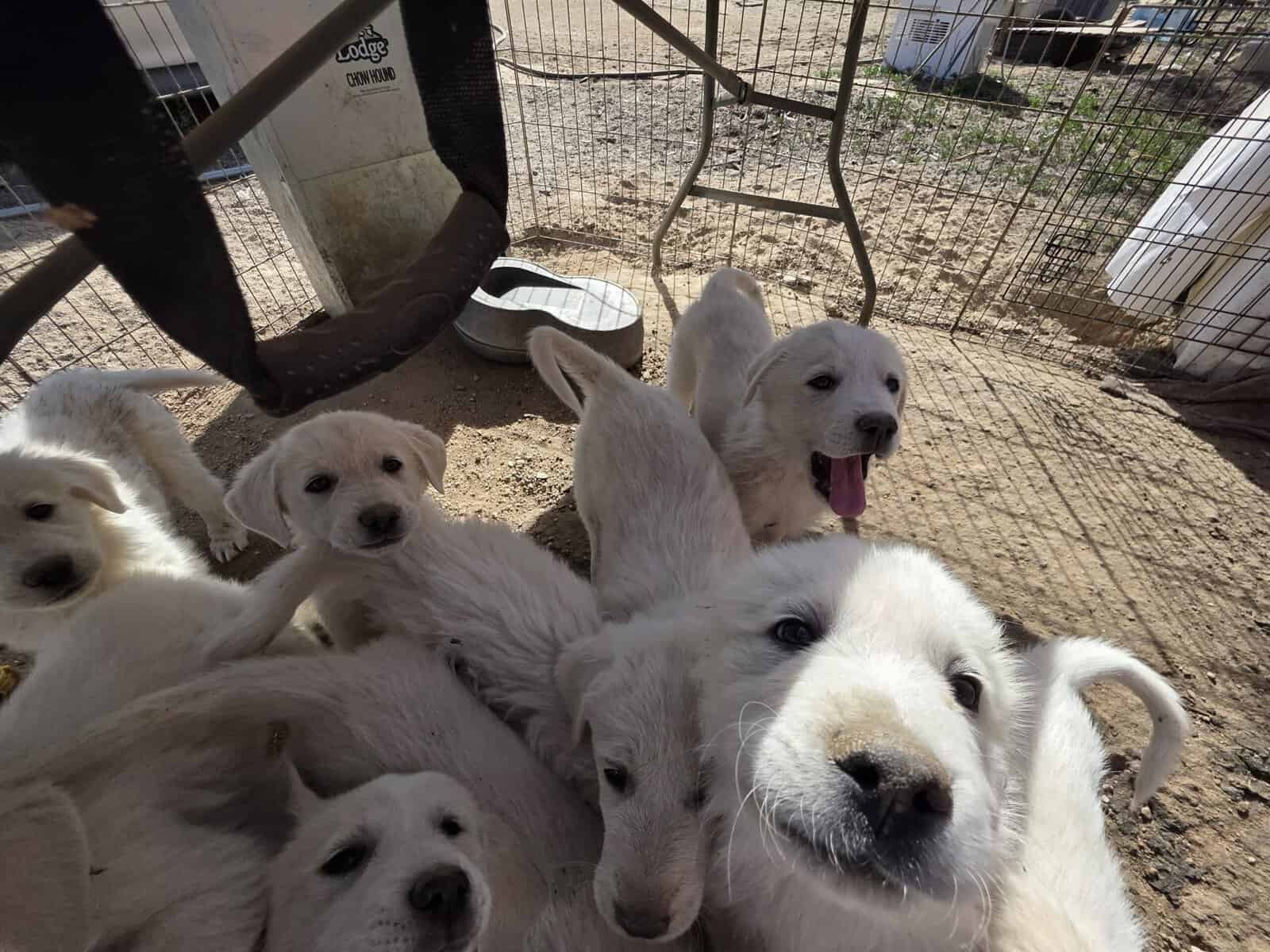 Great Pyrenees/Anatolian Puppies image 1