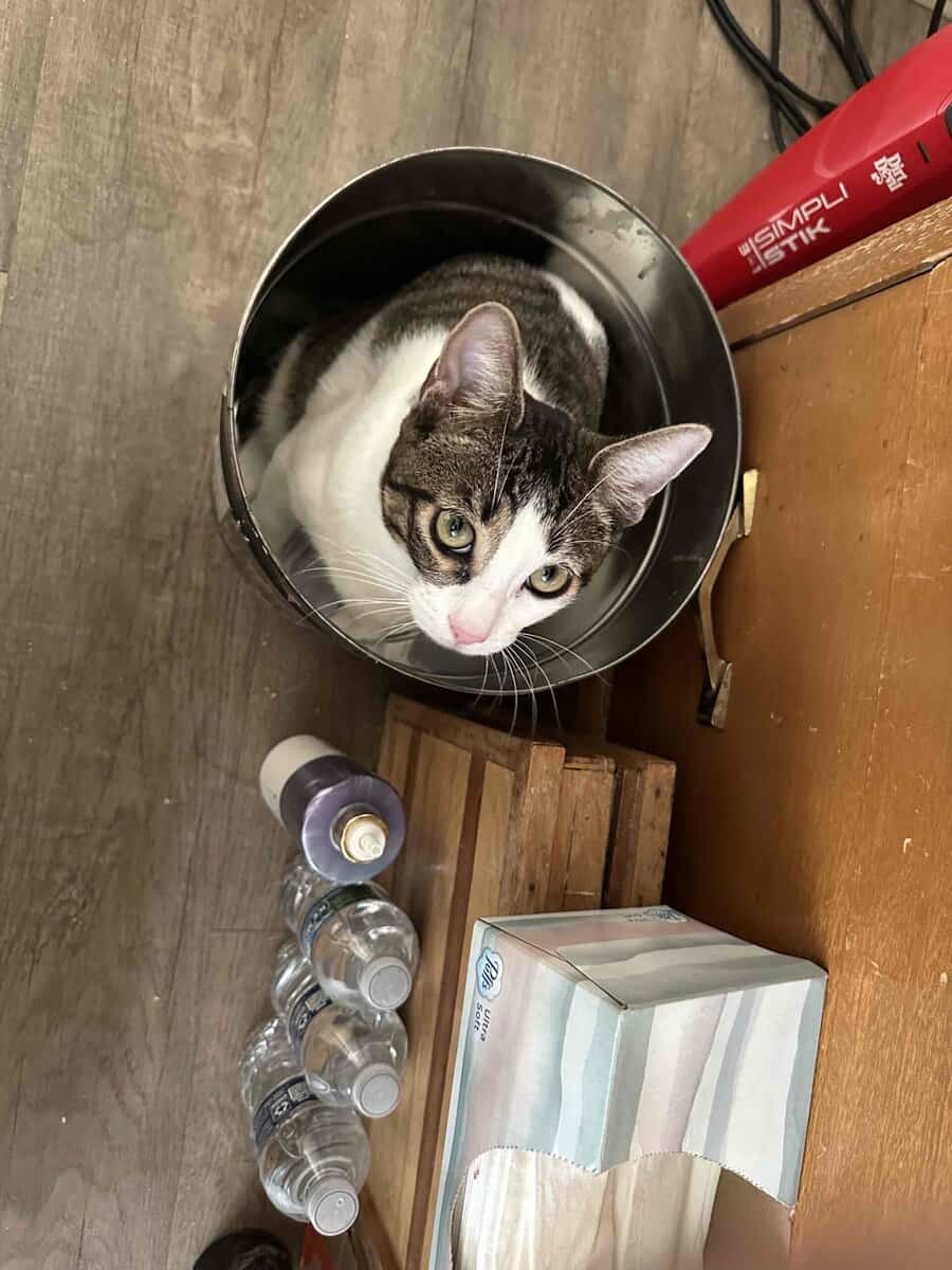 Lovable & Energetic 10month old male kitten image 4