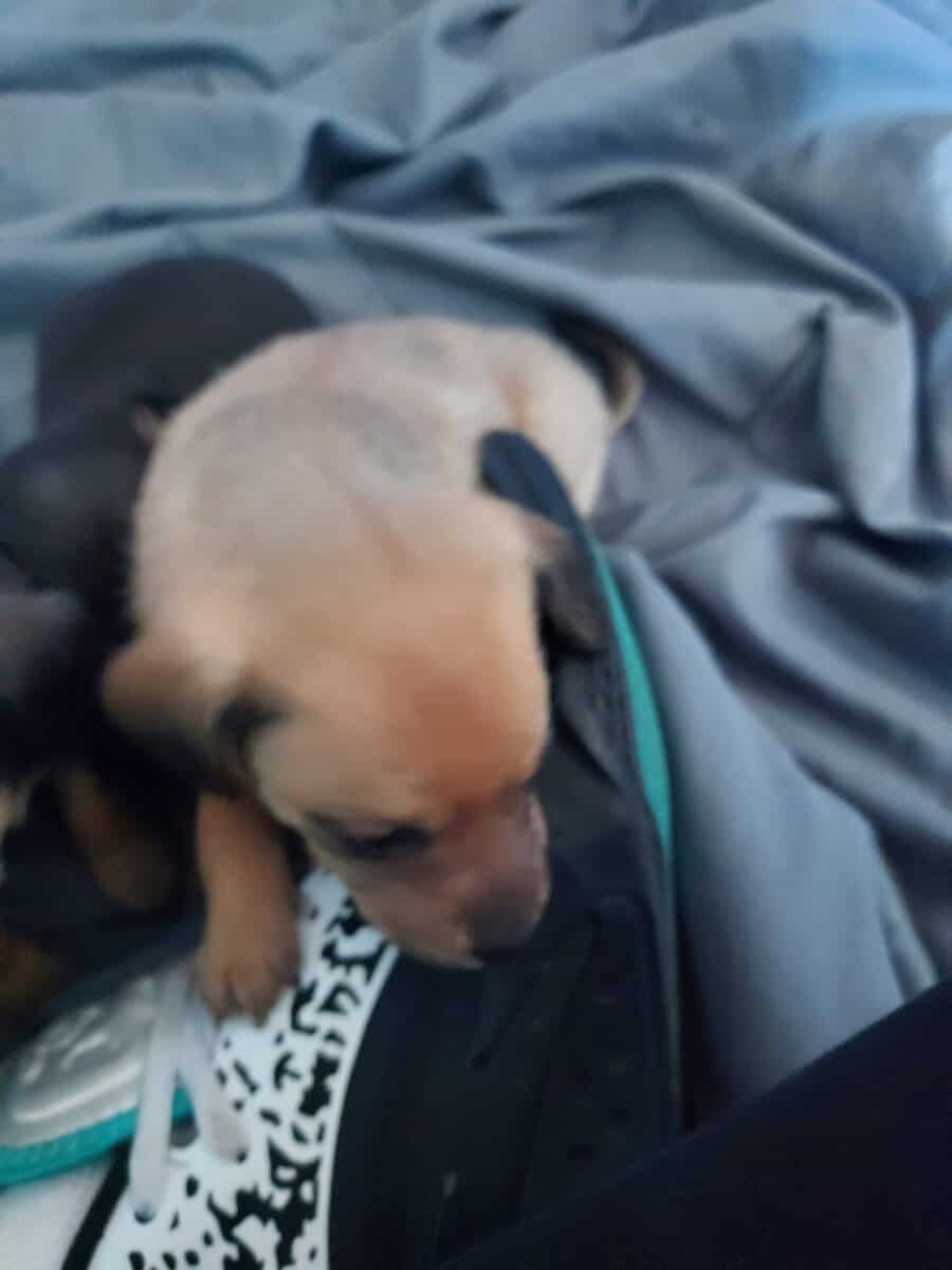 Very cute Jackchi puppies image 5