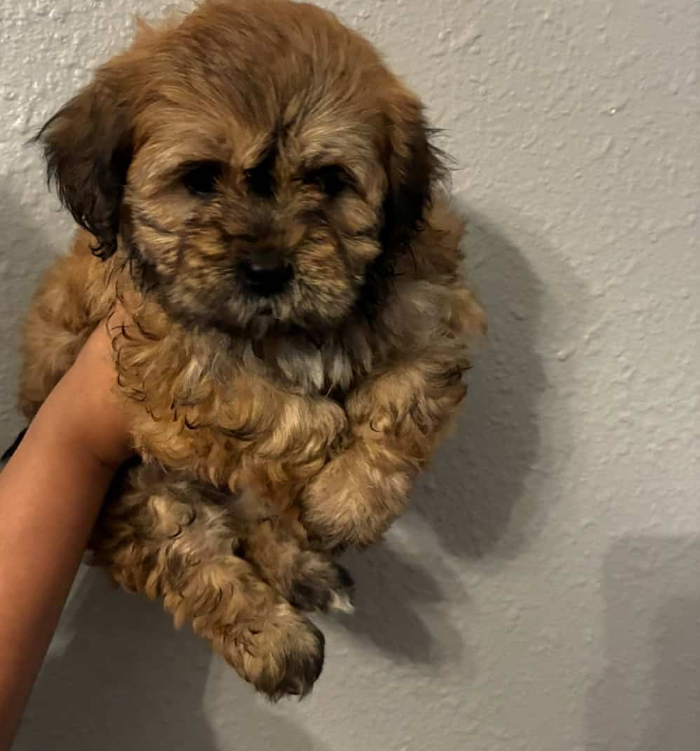 Maltipoo needs a home image 2
