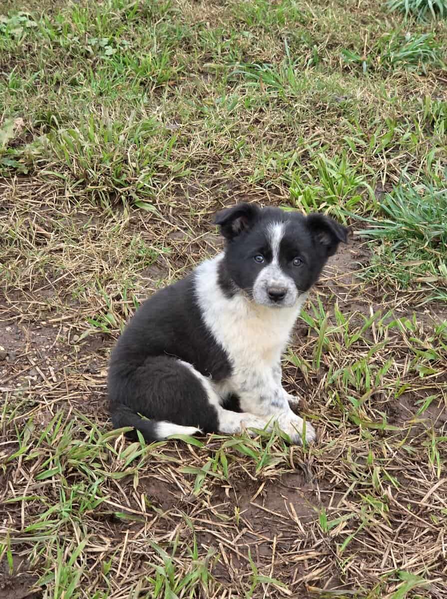 Border heeler puppies image 4