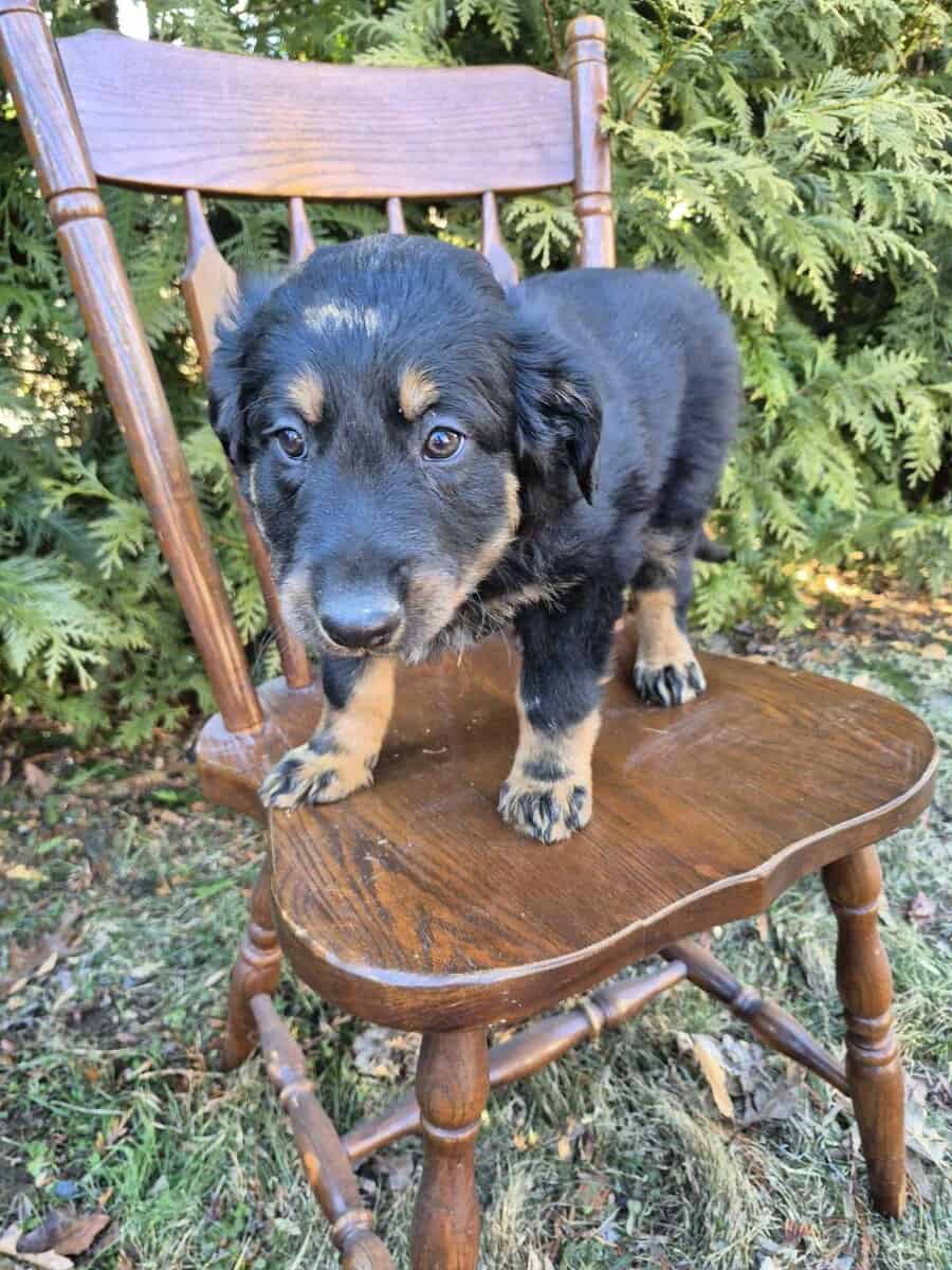 English Shepherd Puppy Cooper image 3