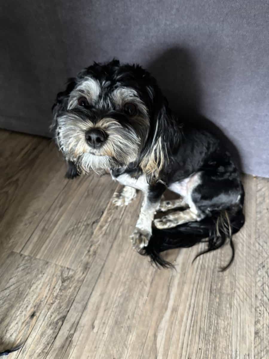 New home needed for Scarlow! image 2