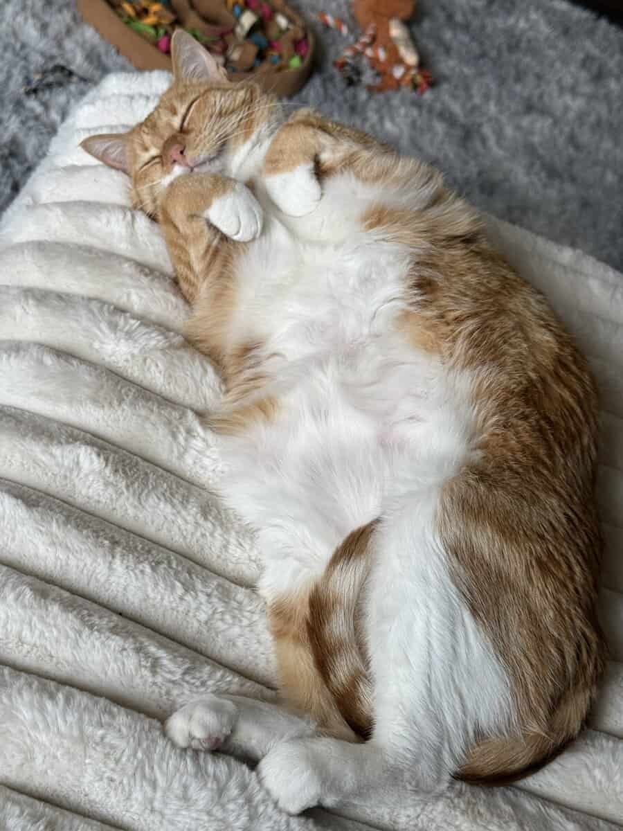 Cute, cuddly orange tabby image 2
