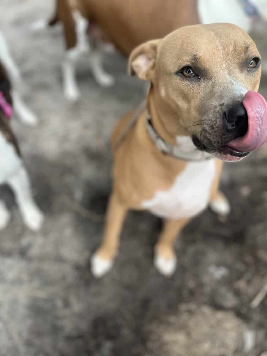 Sly cooper is looking for her forever home image 2