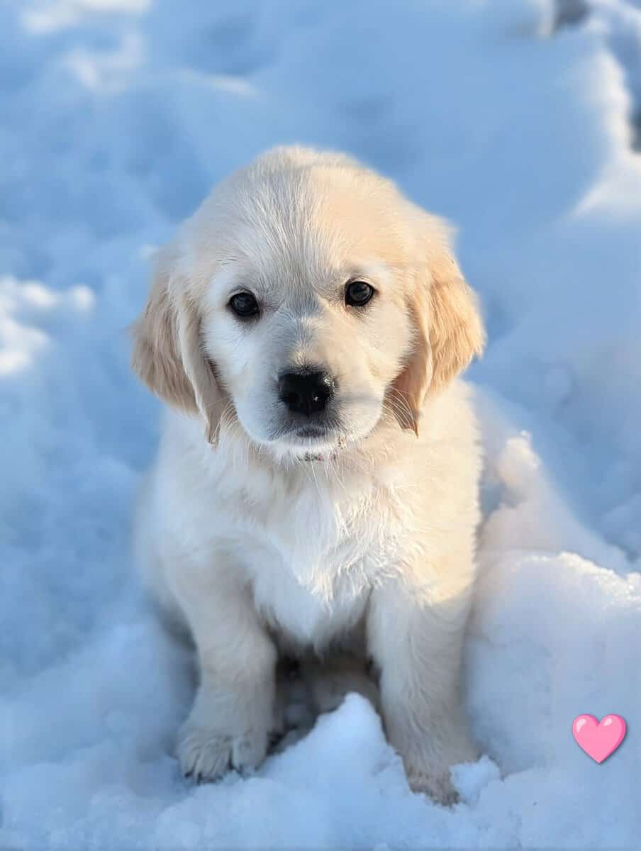 English Cream Golden Retriever Puppies image 2