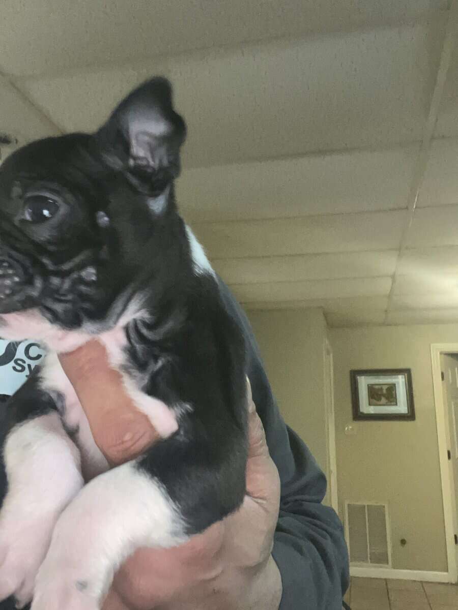 Boston terrier puppies image 15