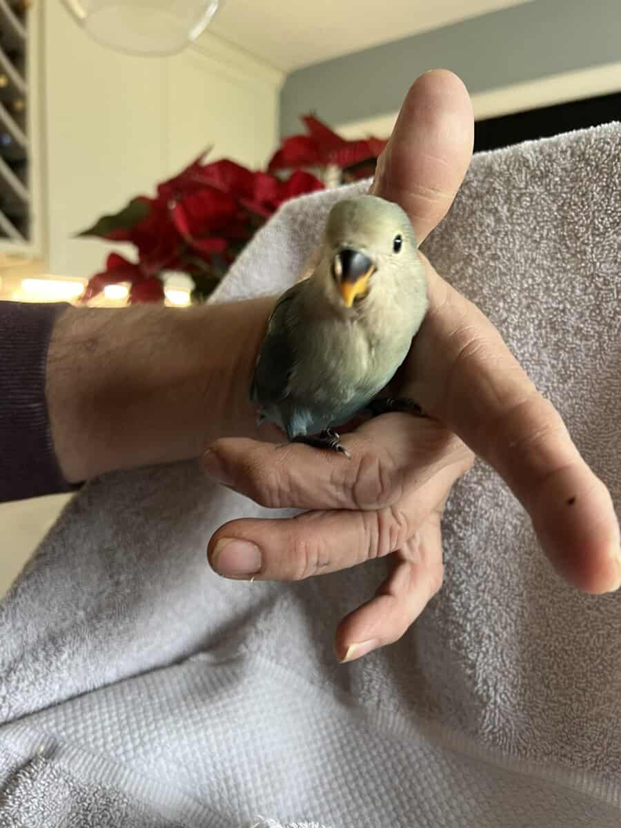 Baby Lovebirds image 1