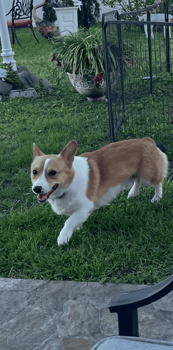 Corgi - Sammi image 2