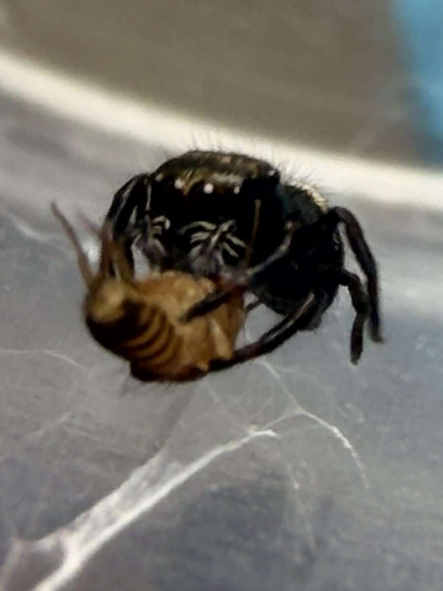 Regal Jumping Spider Slings image 6
