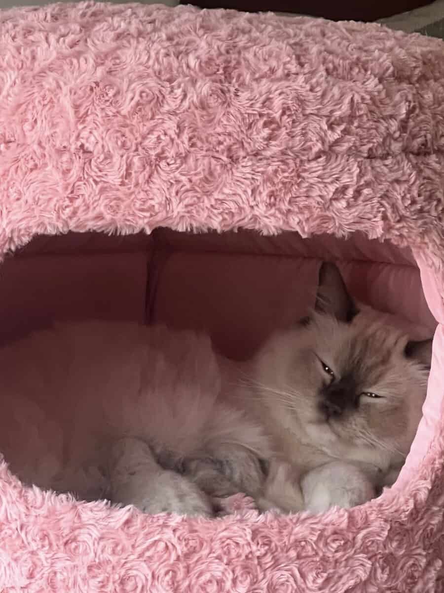 Ragdoll Kittens image 4
