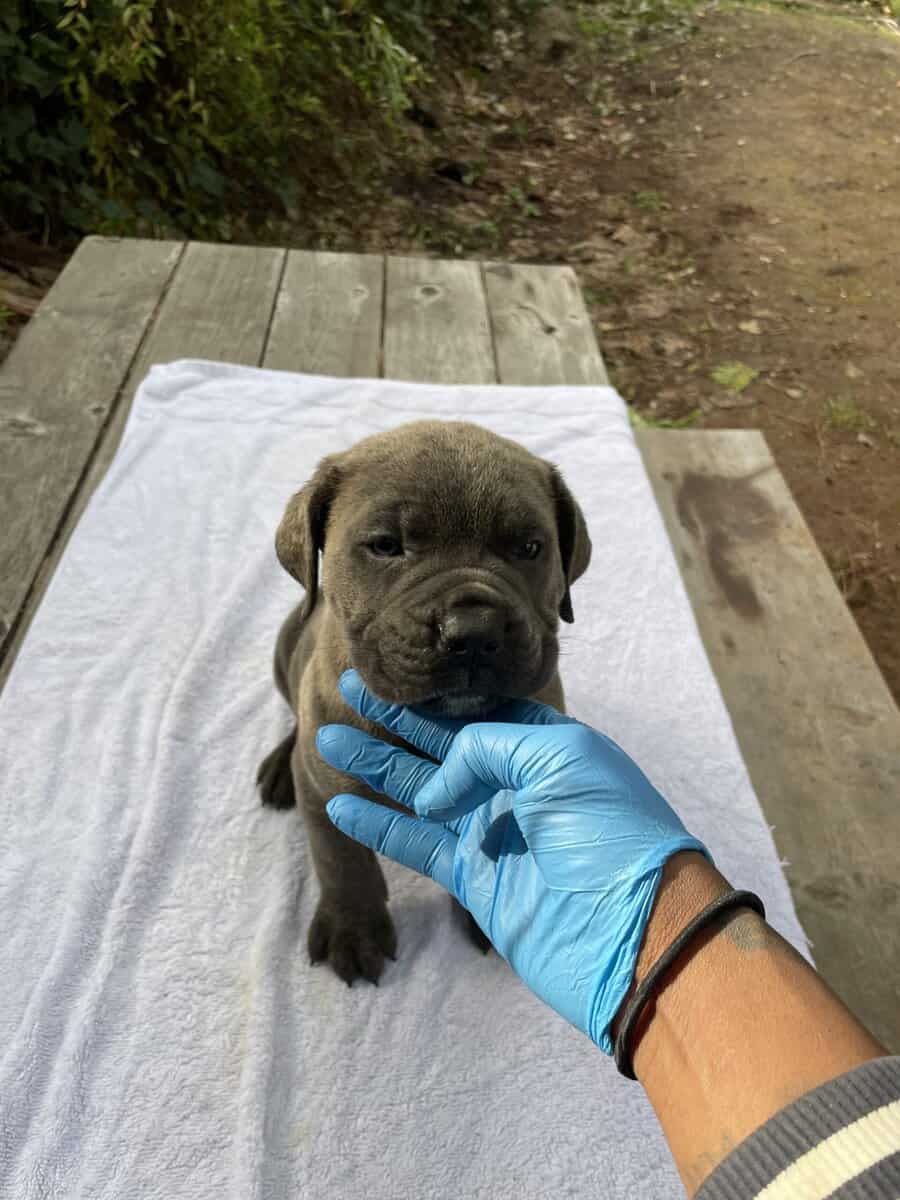 Cane Corso Litter for Sale image 6