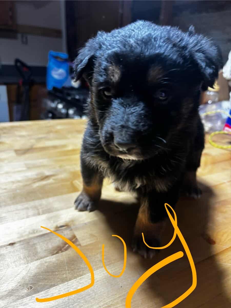 German Shepherd x Australian Puppies image 1