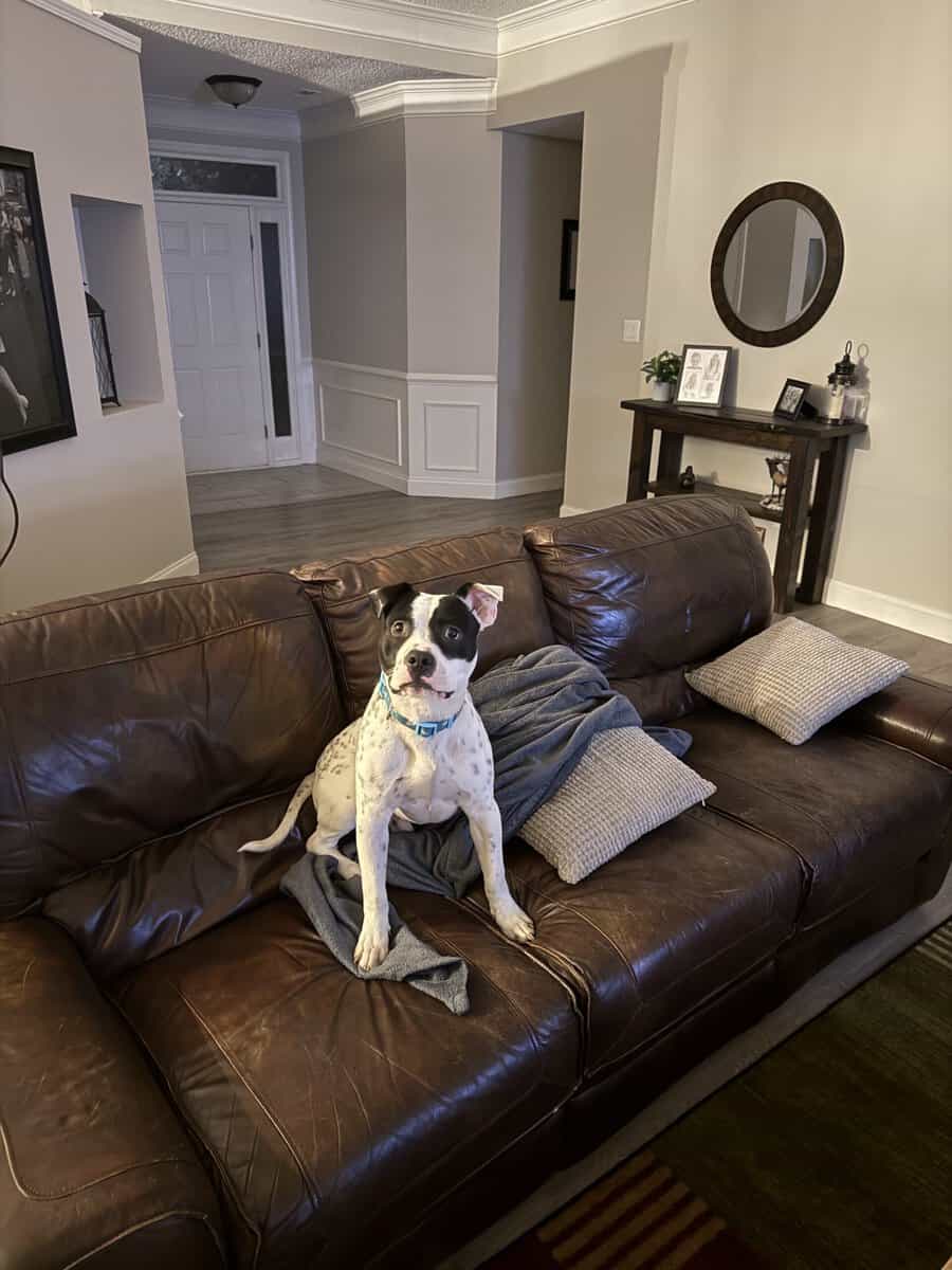 Bugsy - Pitty Mix - 9/10 Months Old image 1