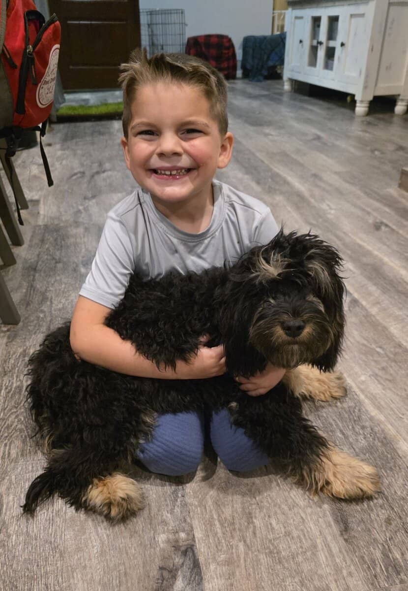 Cavapoo image 2