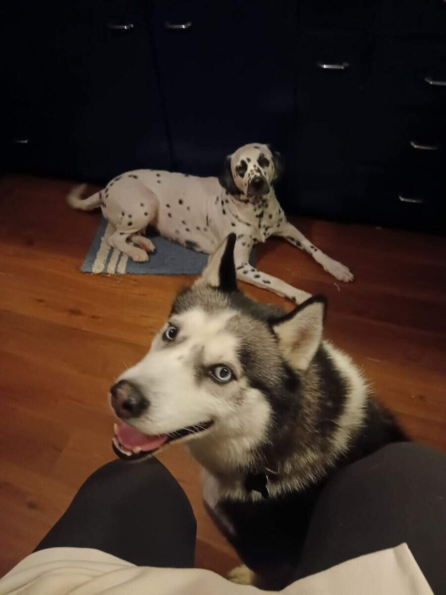 Husky dalmation puppies image 2