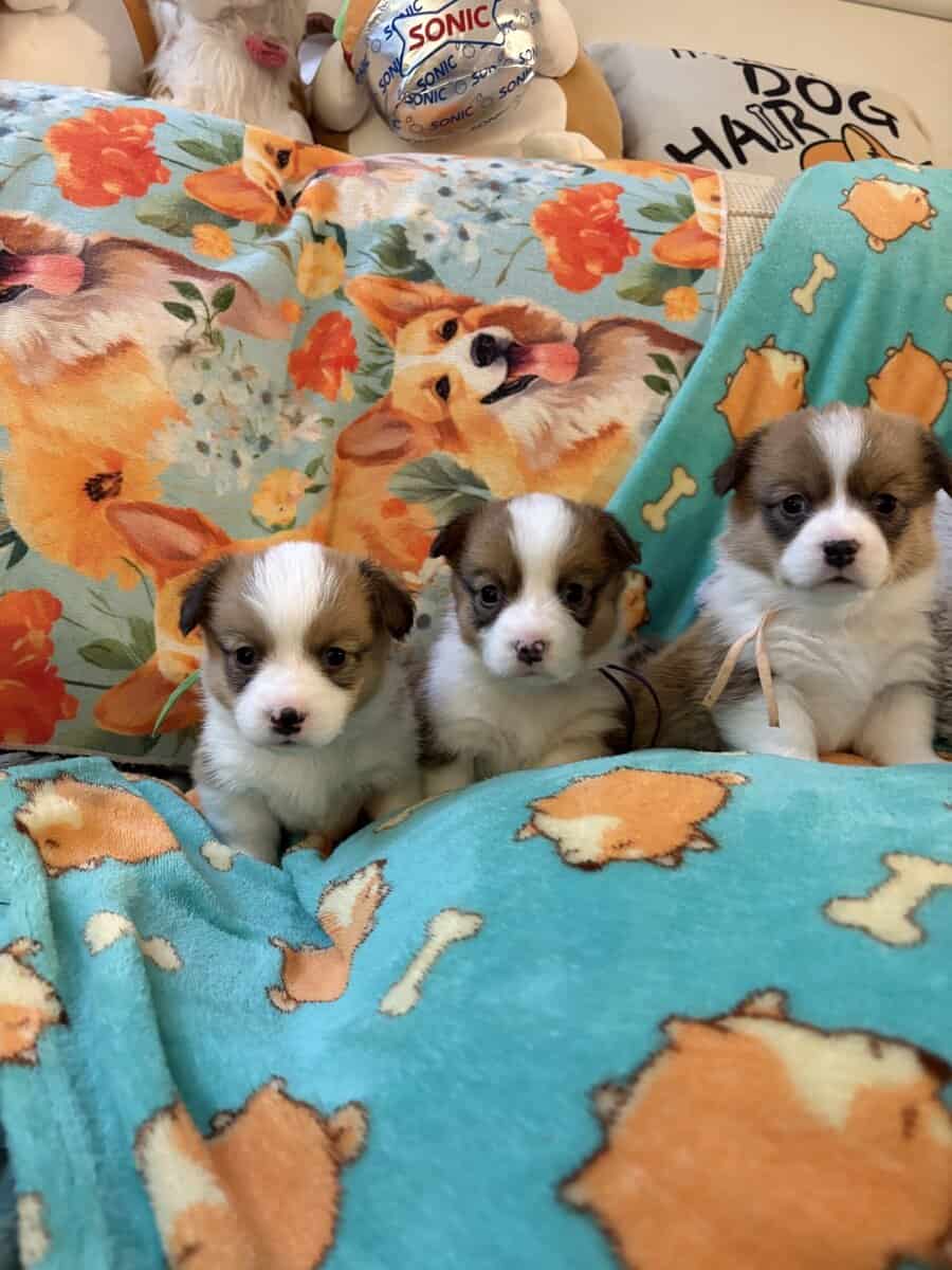 Pembroke welsh corgi pups image 4