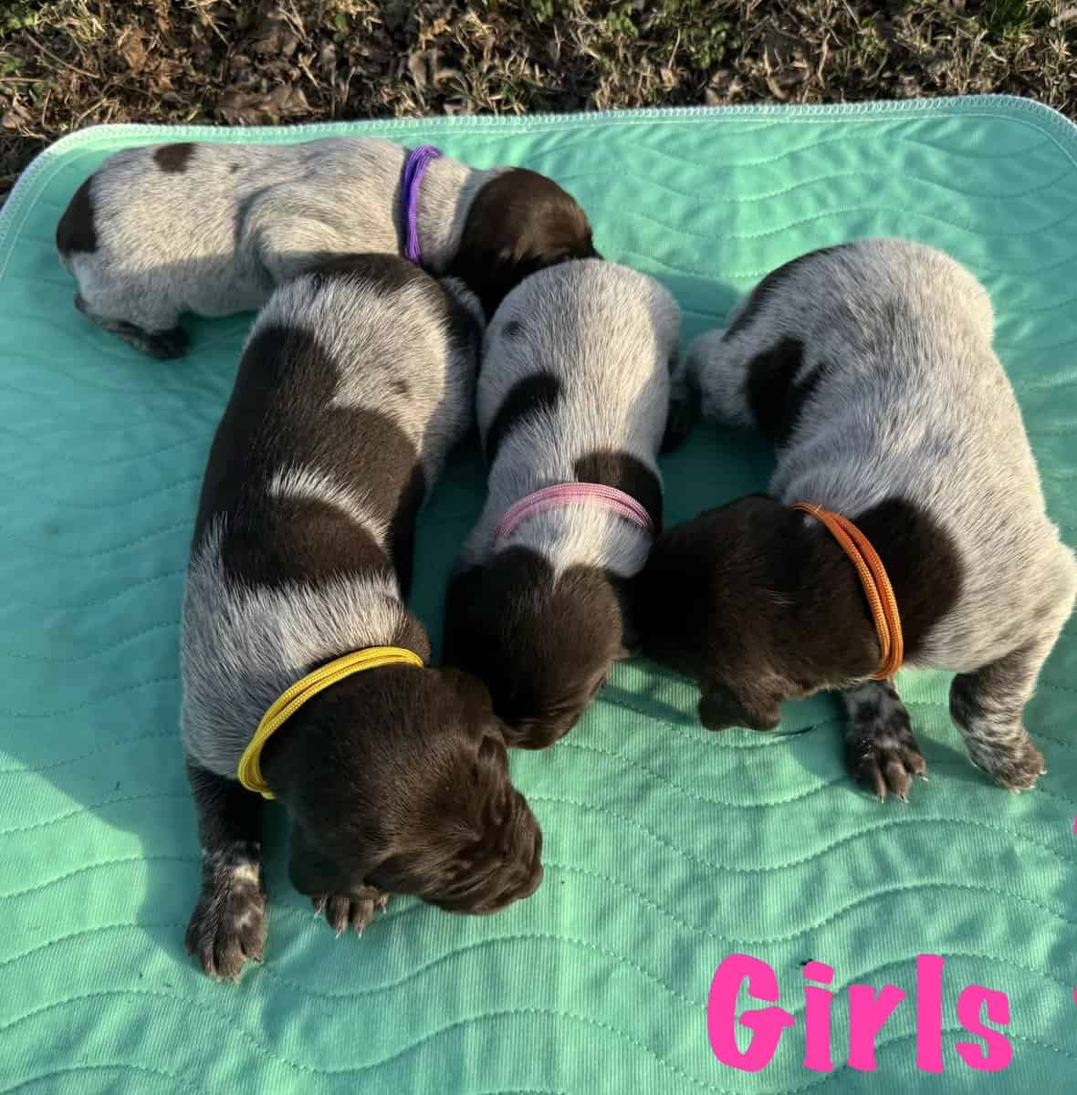 AKC German Shorthair Pointer image 2