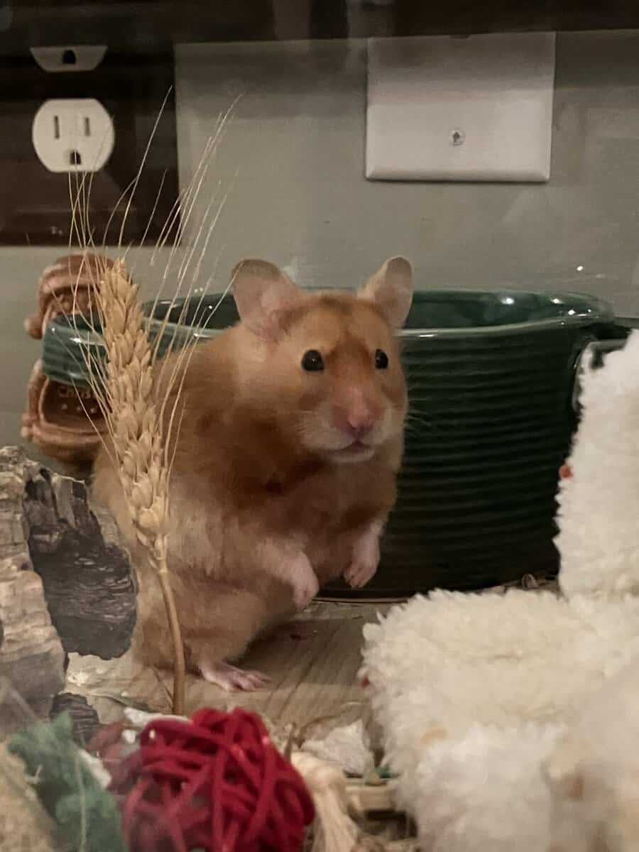 Female Syrian Hamster image 4