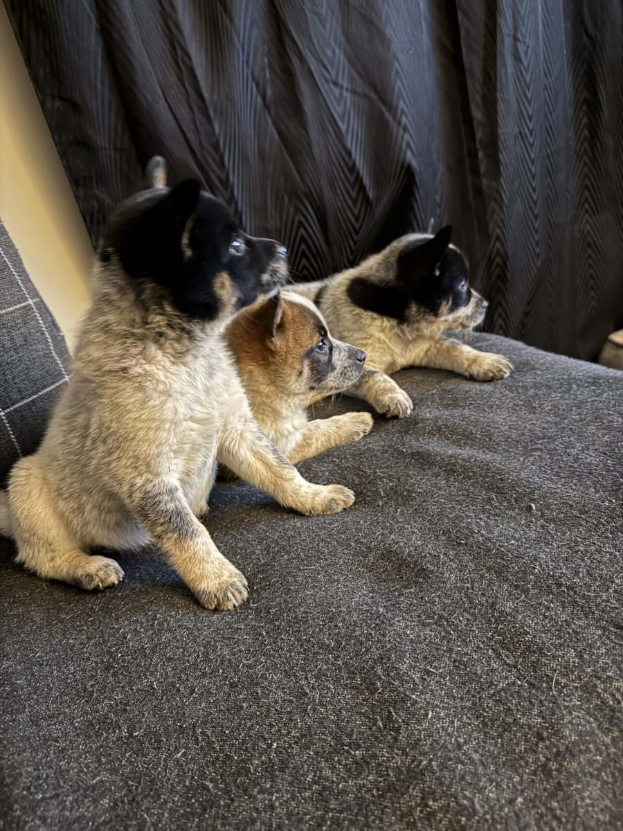Shiba Inu / Blue Heeler Puppies image 1