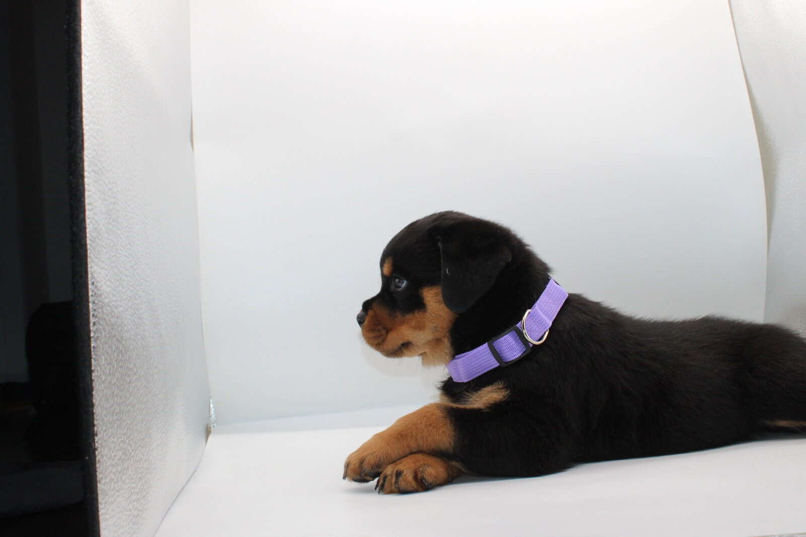 German Rottweiler image 2