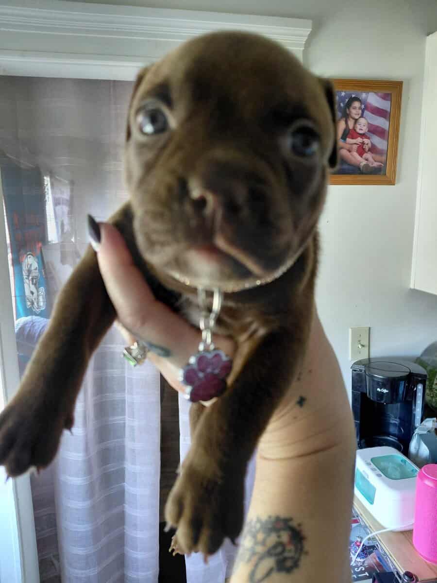 Purebred eight week old bulldog puppies for sale image 2